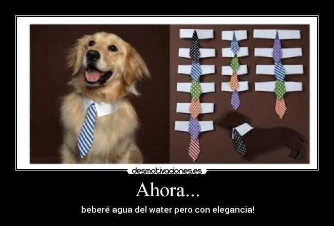 Ahora... - beberé agua del water pero con elegancia!