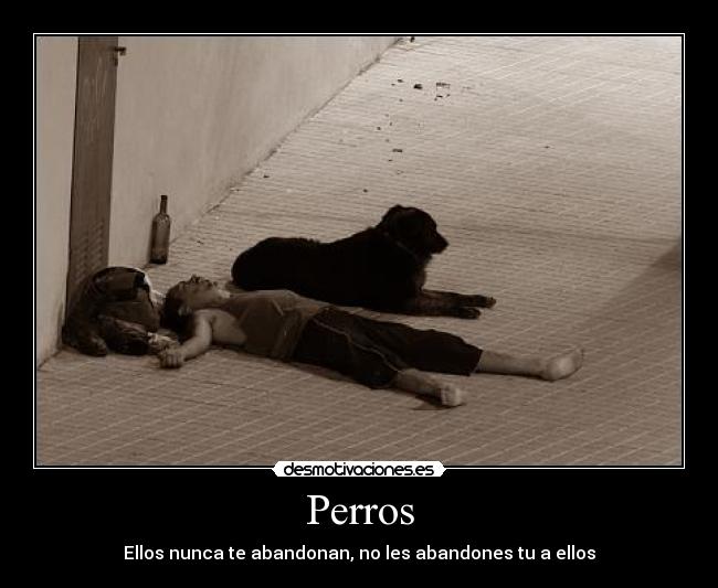 carteles perro desmotivaciones