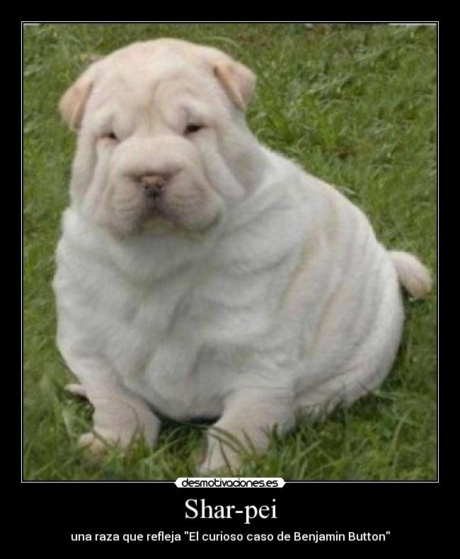 Shar-pei -