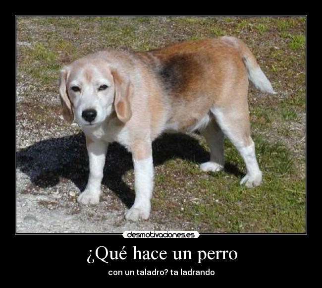 ¿Qué hace un perro - con un taladro? ta ladrando