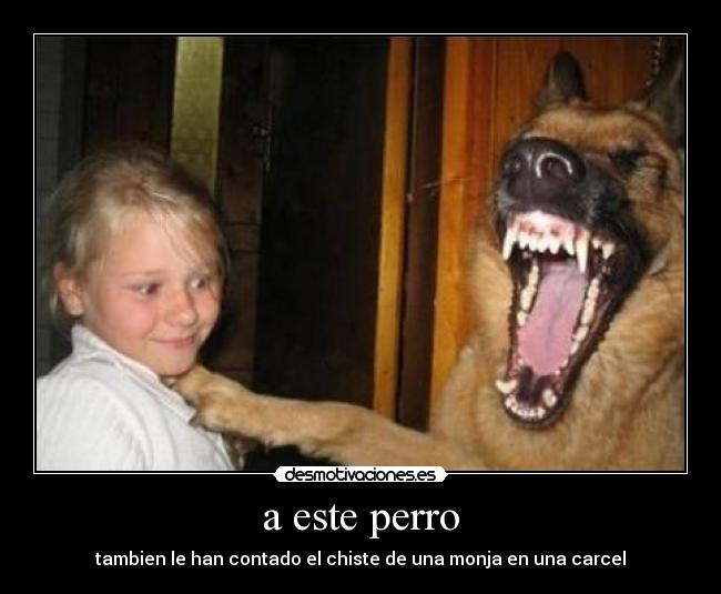 a este perro -
