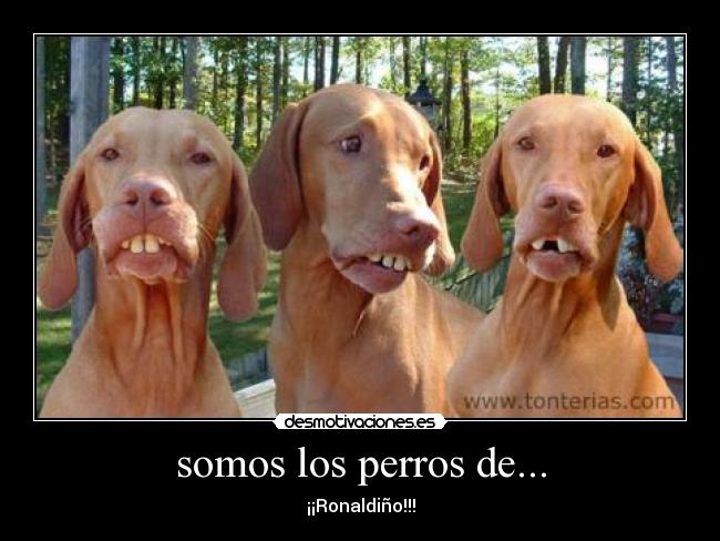 somos los perros de... - 