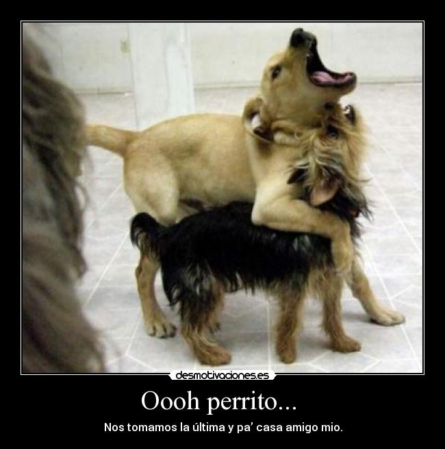 Oooh perrito... - Nos tomamos la última y pa’ casa amigo mio.