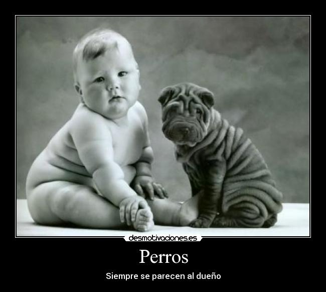 Perros -