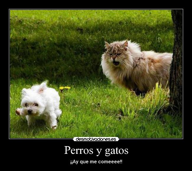 Perros y gatos - ¡¡Ay que me comeeee!!