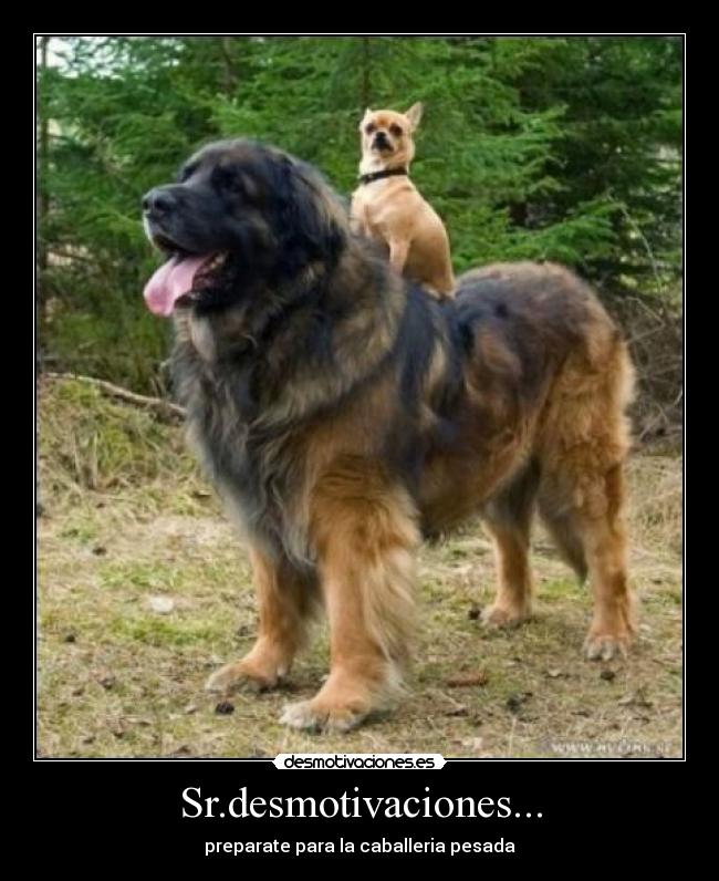 Sr.desmotivaciones... -