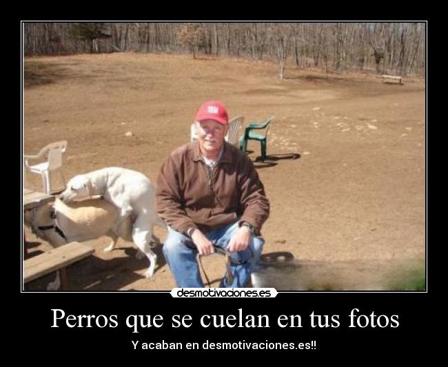 Perros que se cuelan en tus fotos - 