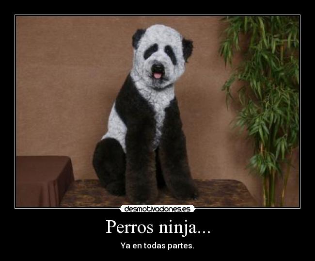 Perros ninja... -