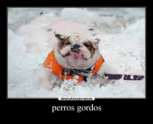 perros gordos -