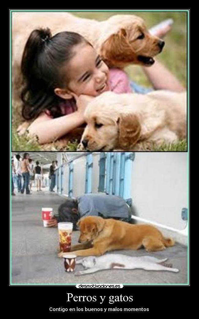 Perros y gatos -