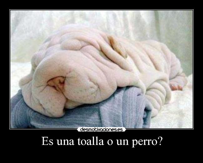 Es una toalla o un perro? - 