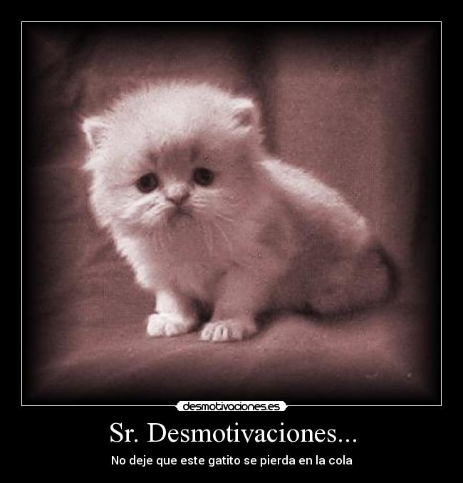 Sr. Desmotivaciones... - No deje que este gatito se pierda en la cola