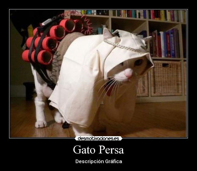 Gato Persa - Descripción Gráfica