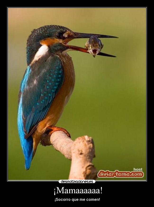 ¡Mamaaaaaa! - ¡Socorro que me comen!