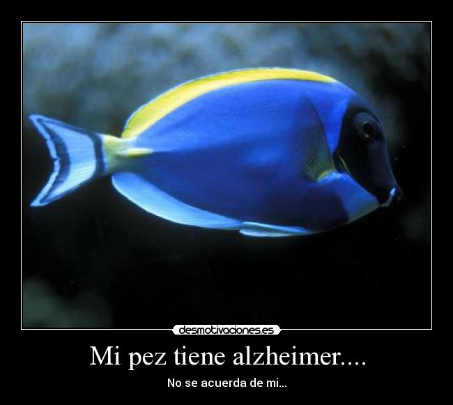 Mi pez tiene alzheimer.... - No se acuerda de mi...