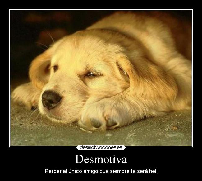 Desmotiva - Perder al único amigo que siempre te será fiel.