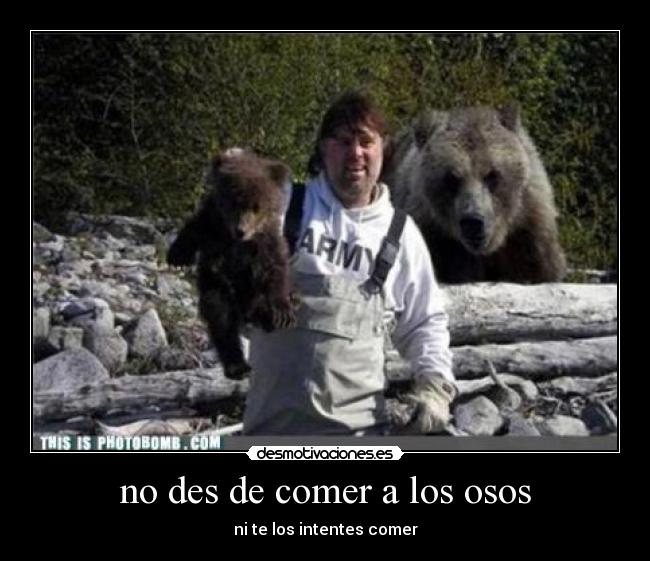 no des de comer a los osos - ni te los intentes comer