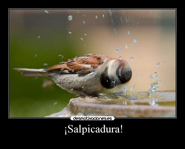 carteles pokemon salpicadura desmotivaciones