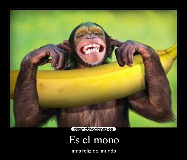 Es el mono - mas feliz del mundo