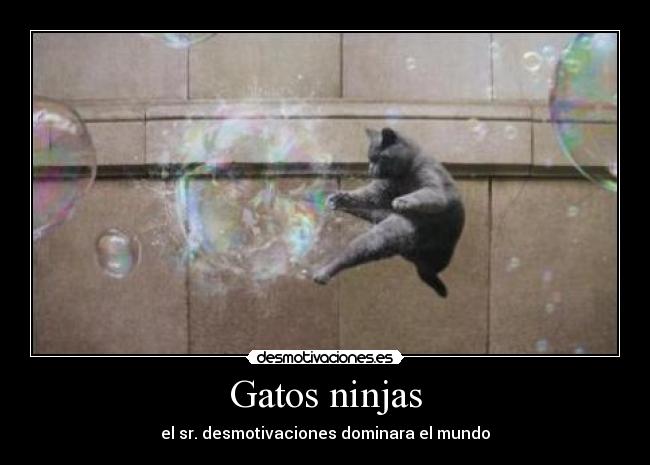 carteles gatos sr desmotivaciones ninja gatos desmotivaciones