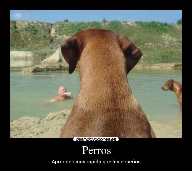 carteles perros desmotivaciones