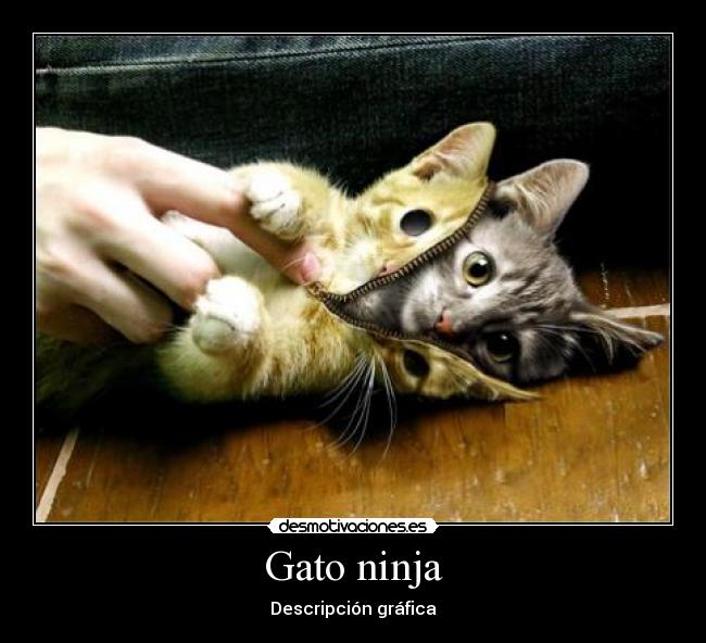 Gato ninja - 