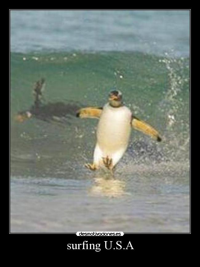 surfing U.S.A - 