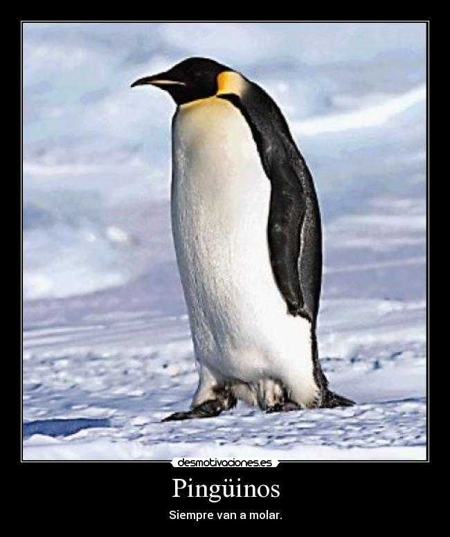 Pingüinos - 