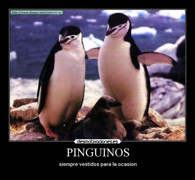 carteles pinguinos desmotivaciones