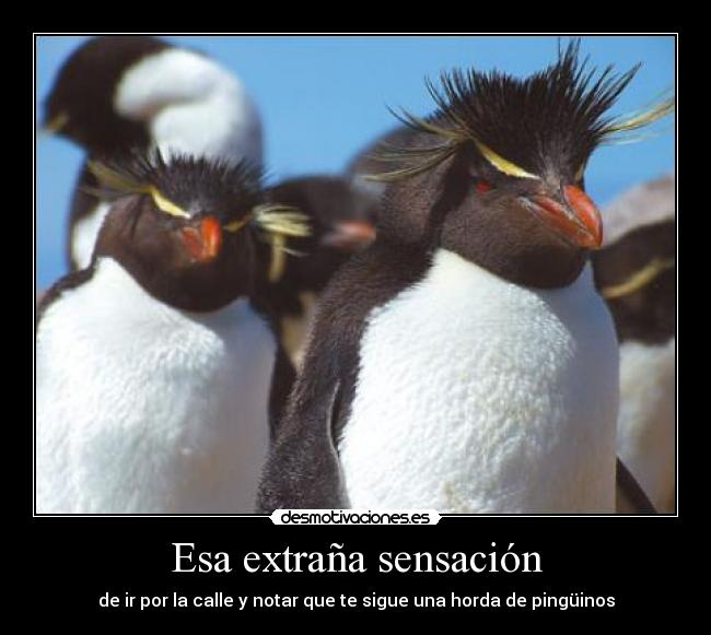 Esa extraña sensación - de ir por la calle y notar que te sigue una horda de pingüinos