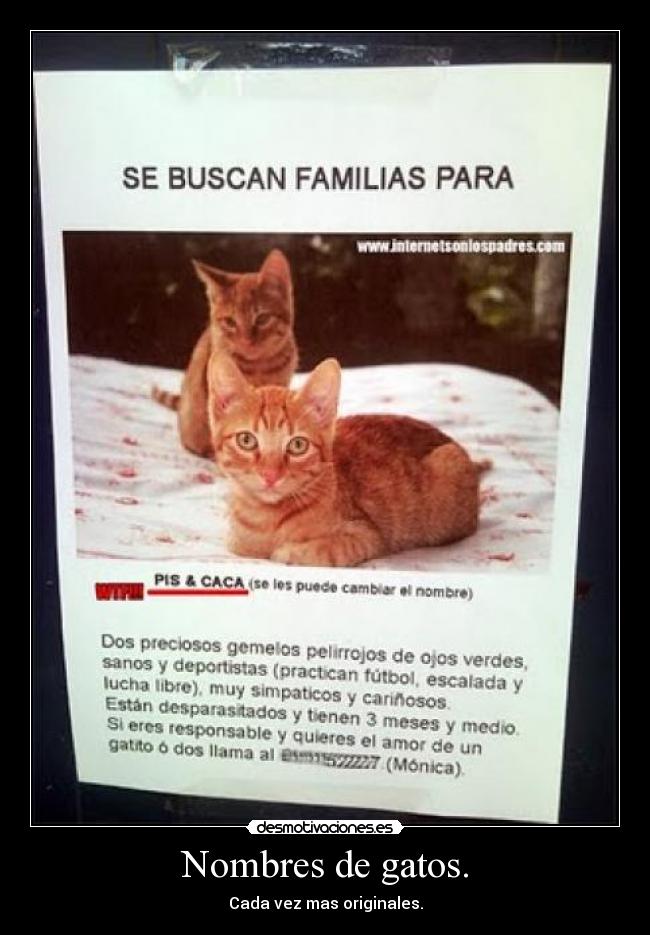 Nombres de gatos. -