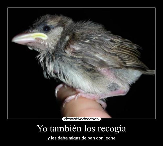 Yo también los recogía - y les daba migas de pan con leche