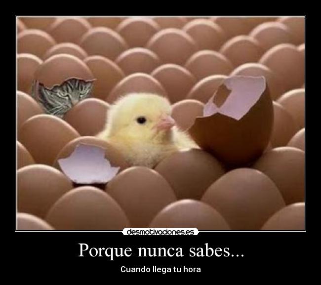 carteles pollito pollo gato huevos desmotivaciones