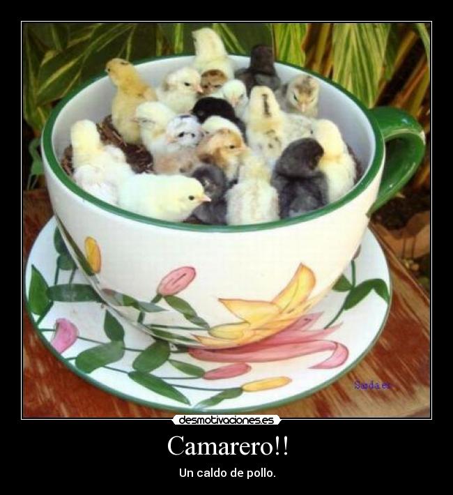 Camarero!! - Un caldo de pollo.