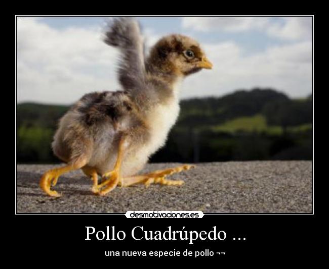 Pollo Cuadrúpedo ... -