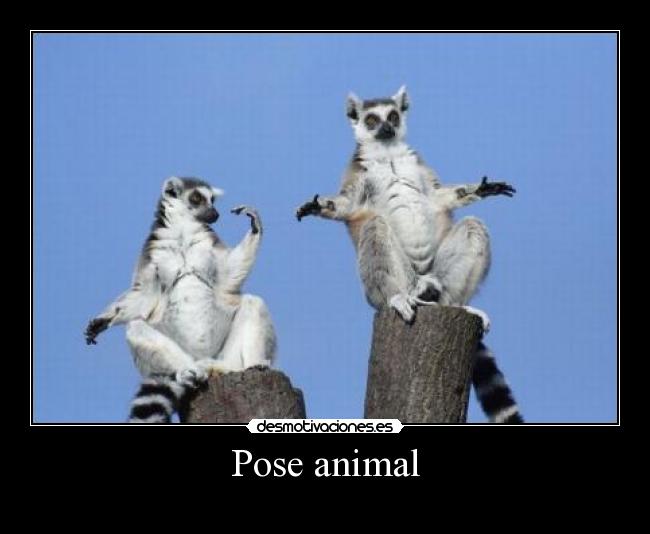 Pose animal -
