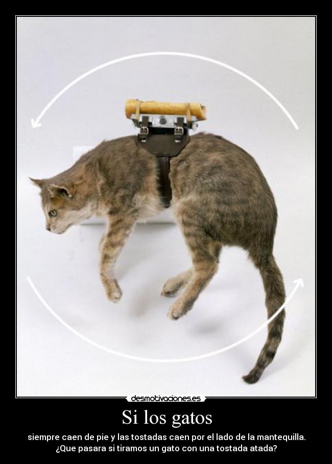 Si los gatos - siempre caen de pie y las tostadas caen por el lado de la mantequilla.
¿Que pasara si tiramos un gato con una tostada atada?