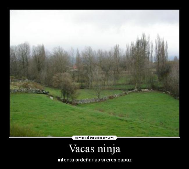 Vacas ninja - intenta ordeñarlas si eres capaz