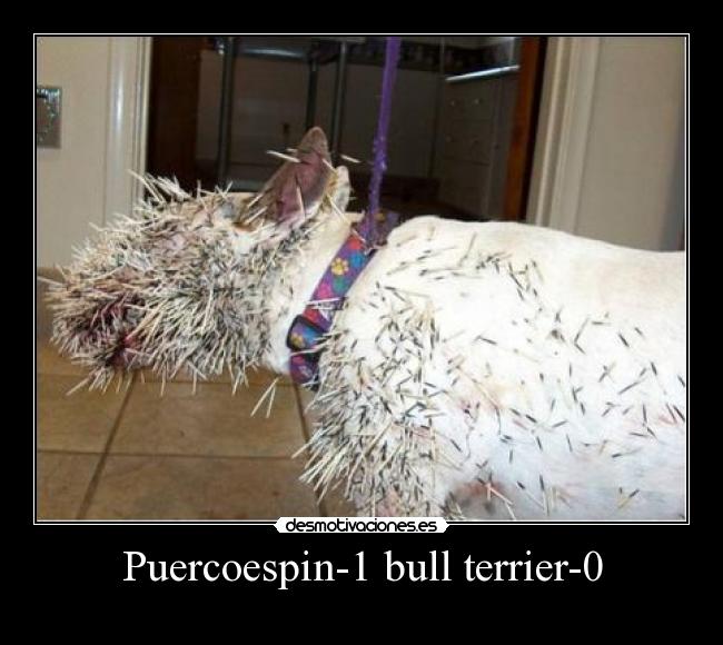 Puercoespin-1 bull terrier-0 - 