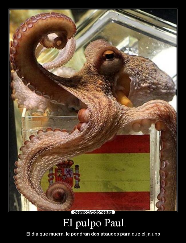 El pulpo Paul - El dia que muera, le pondran dos ataudes para que elija uno