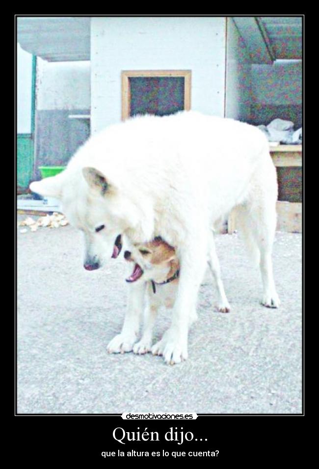 carteles perros desmotivaciones