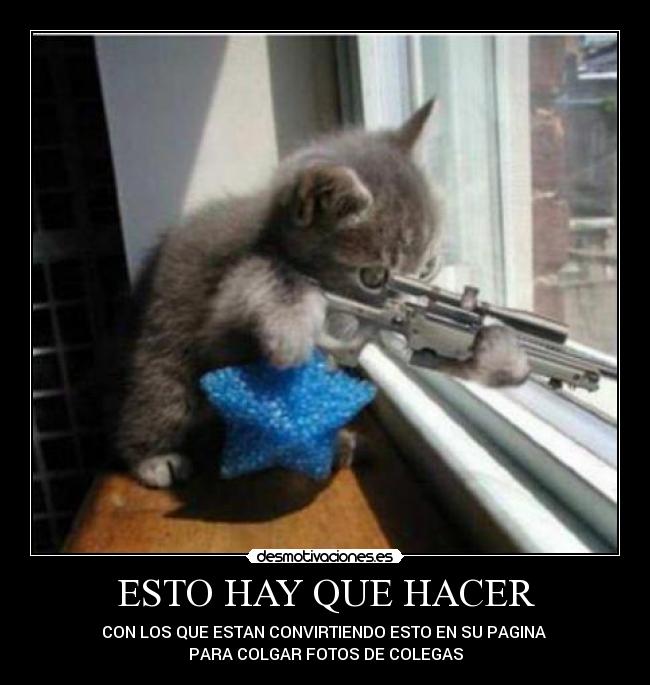 carteles gato franco tiro fotos desmotivaciones