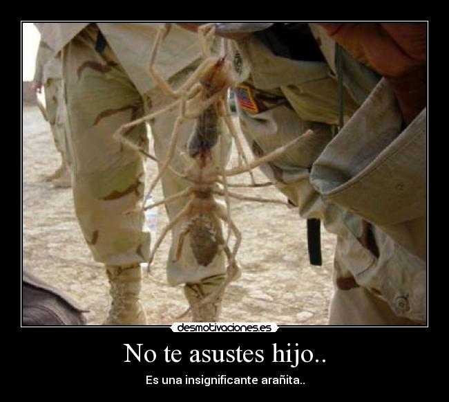 carteles arana gigante desmotivaciones