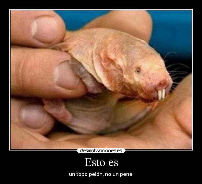 carteles topo topoya pene malos pensamientos desmotivaciones