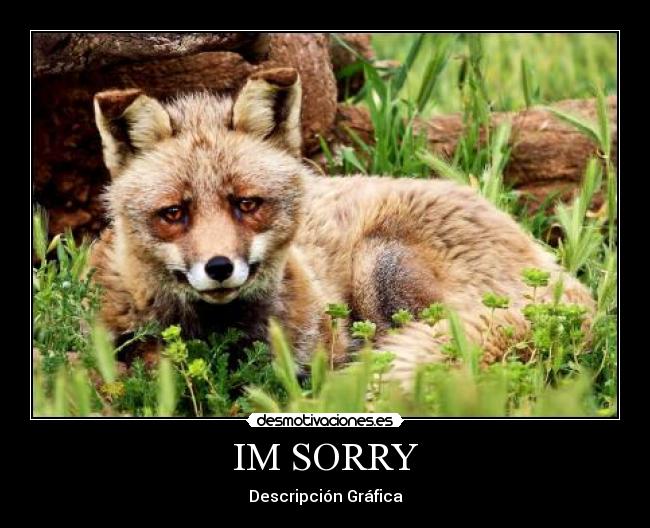 IM SORRY - Descripción Gráfica