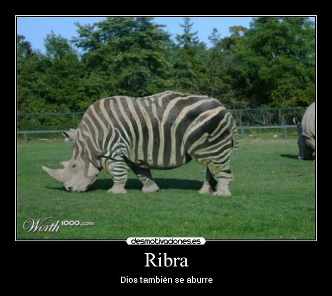 Ribra - Dios también se aburre