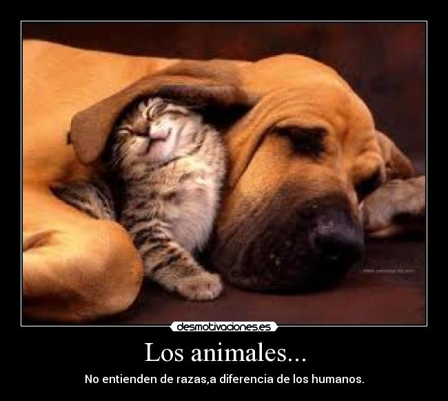 carteles animales perro gato desmotivaciones