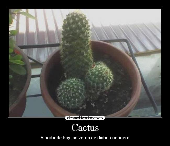 Cactus - A partir de hoy los veras de distinta manera