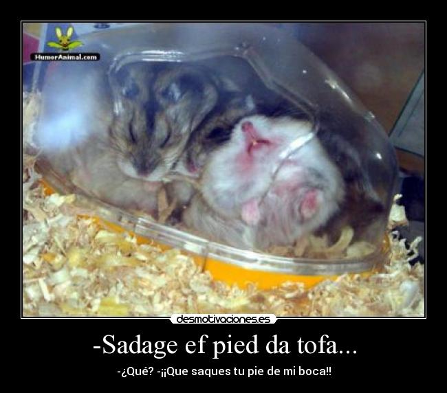 -Sadage ef pied da tofa... -