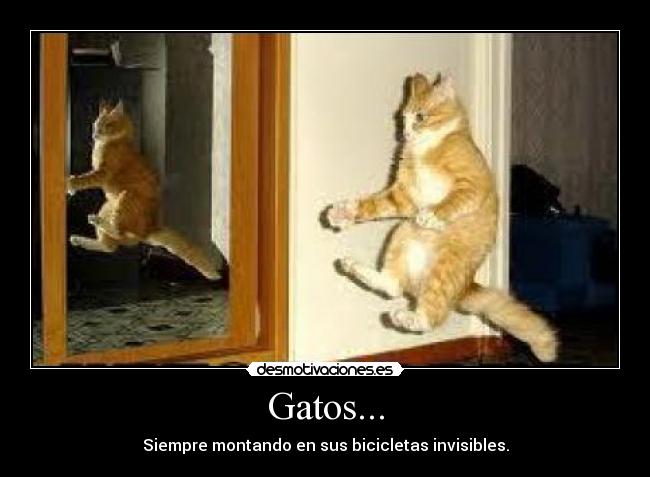 Gatos... -